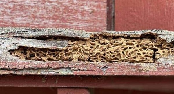 هجوم حشرات در مبل چوبی